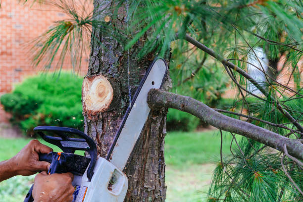 How Our Tree Care Process Works  in Cassville, MO